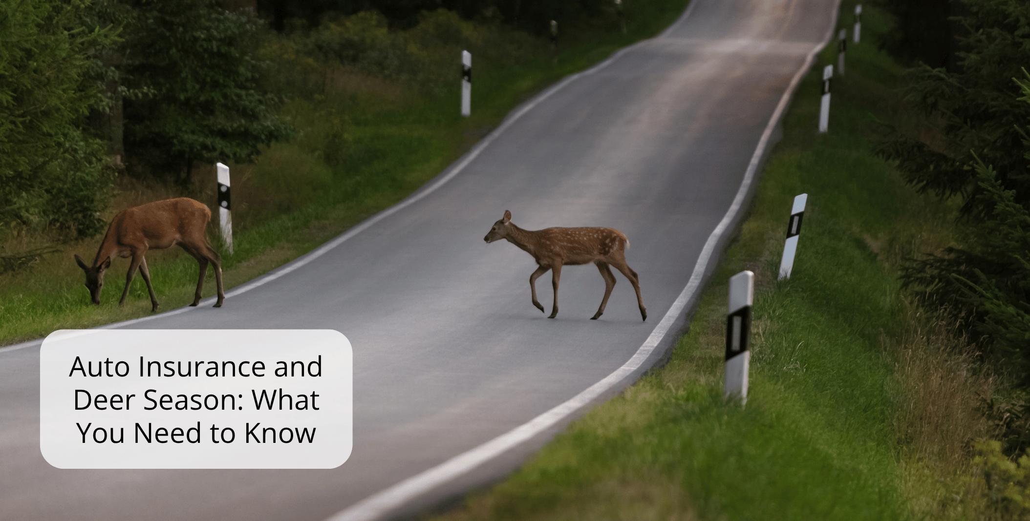 Auto Insurance and Deer Season: What You Need to Know